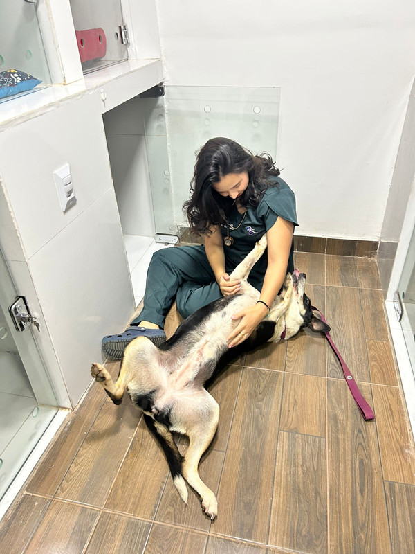 Veterinária a cuidar de um pet