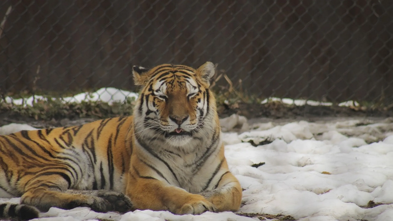 Tigre siberiano detiene el tránsito en Rusia y esta es la triste razón: video