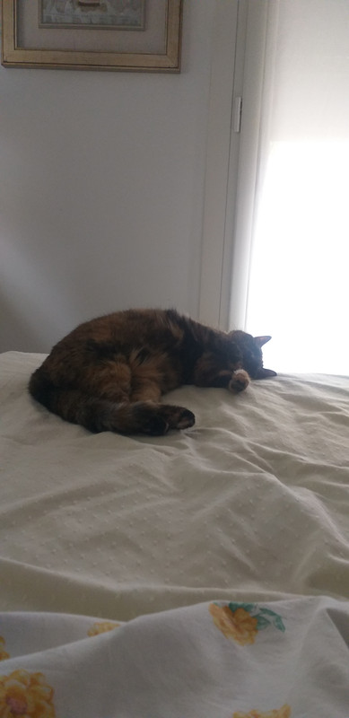 16553088288923234402284397968482