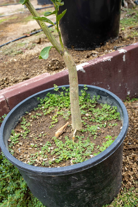 8U1A3378  Yosemite Gold Mandarin Lower Root-Stock (8-23-2021)