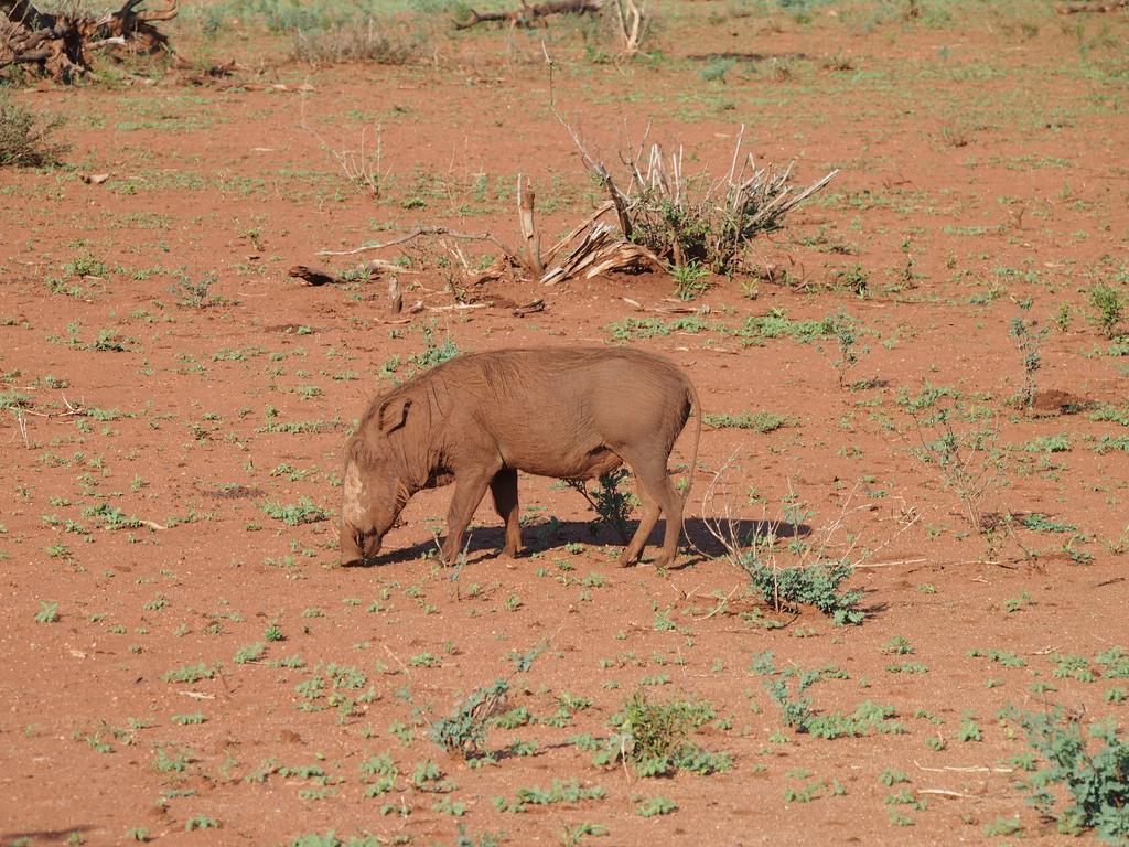 Такая близкая Африка. (ЮАР. 22 дня и 4200 км. Ноябрь-Декабрь) Такая близкая Африка. (ЮАР. 22 дня и 4200 км. Ноябрь-Декабрь)