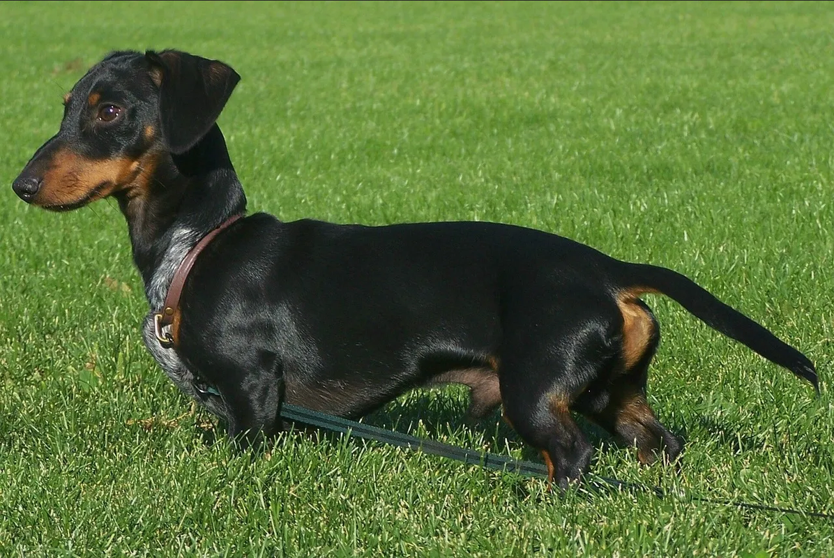 Estos son los beneficios de tener un perro salchicha