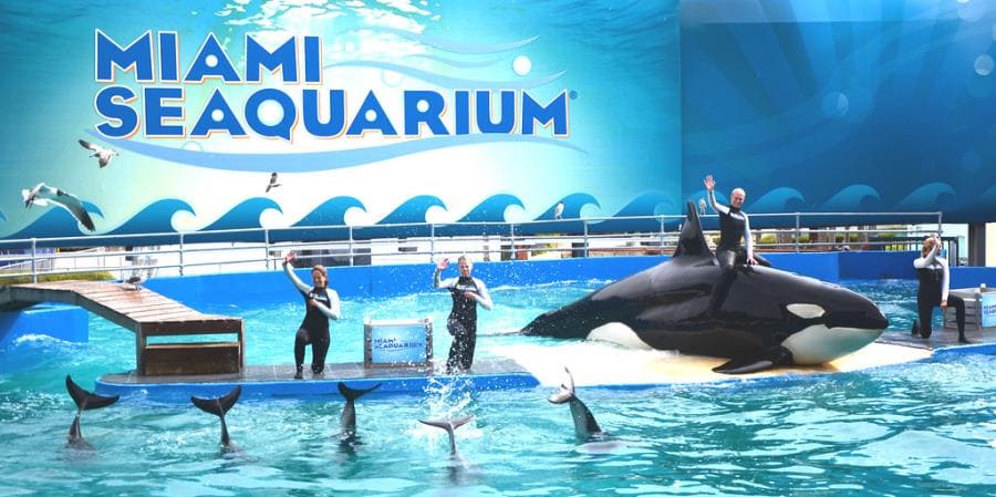 Майамский Seaquarium Майамский Seaquarium