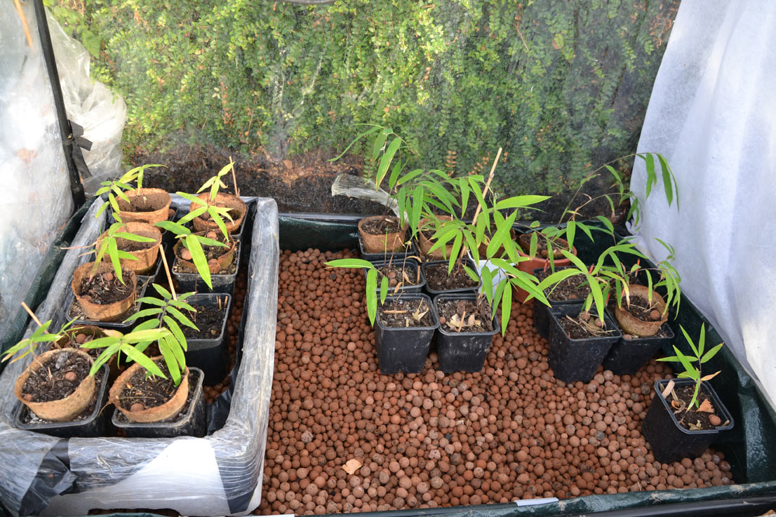 DSC_0445-semis-non-traçant