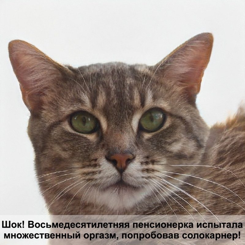 сколько лет кошке по кошачьим меркам