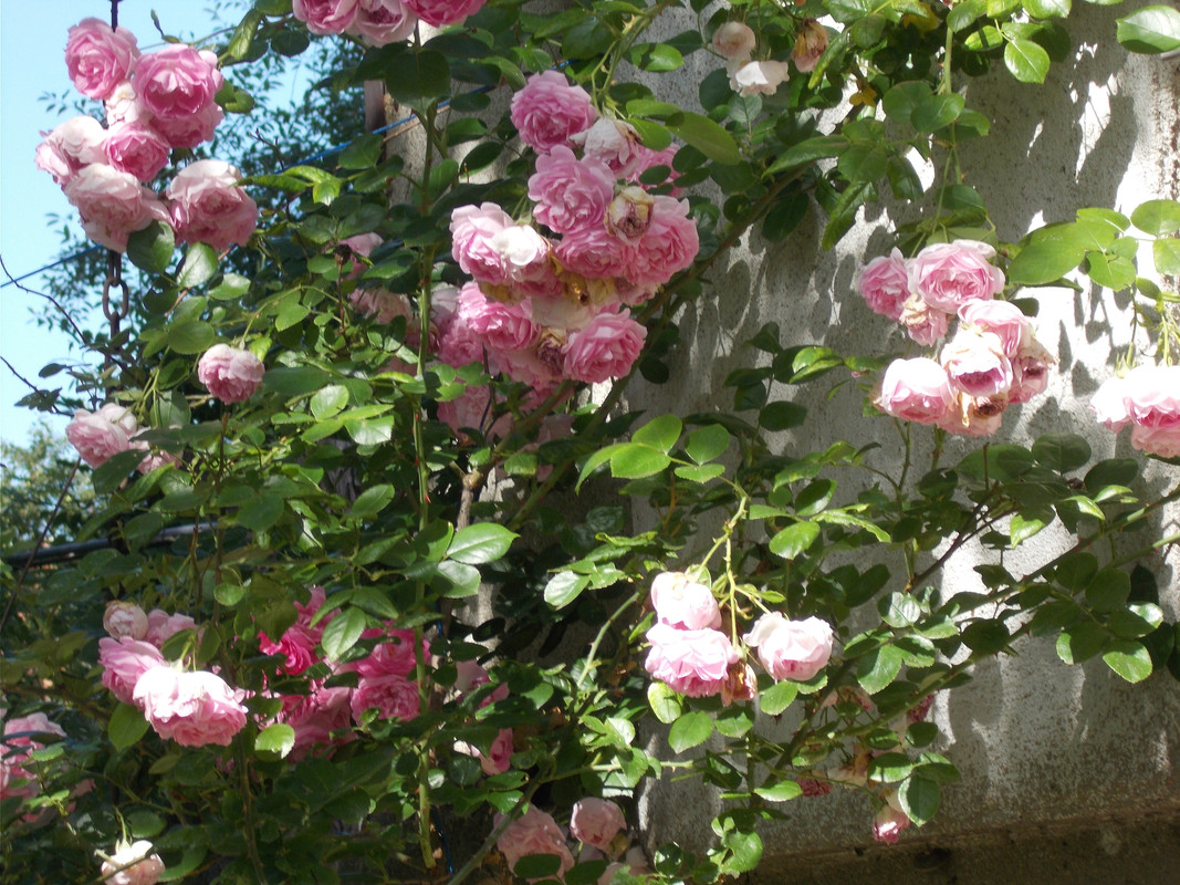 DSCN1574
