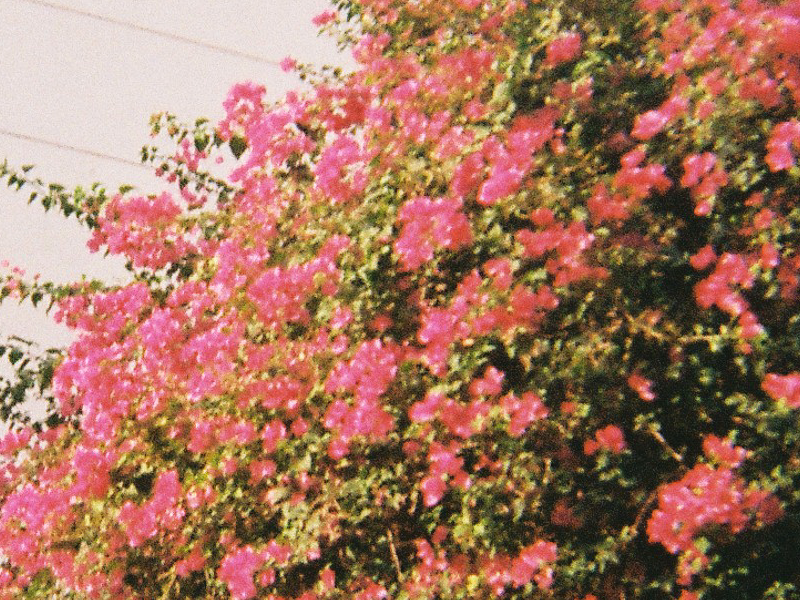 Kodak-Gold-60-crop