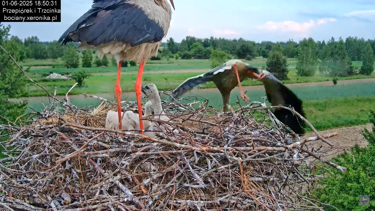 01062025bociany37