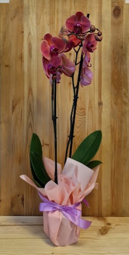 22 orquidea sin maceta