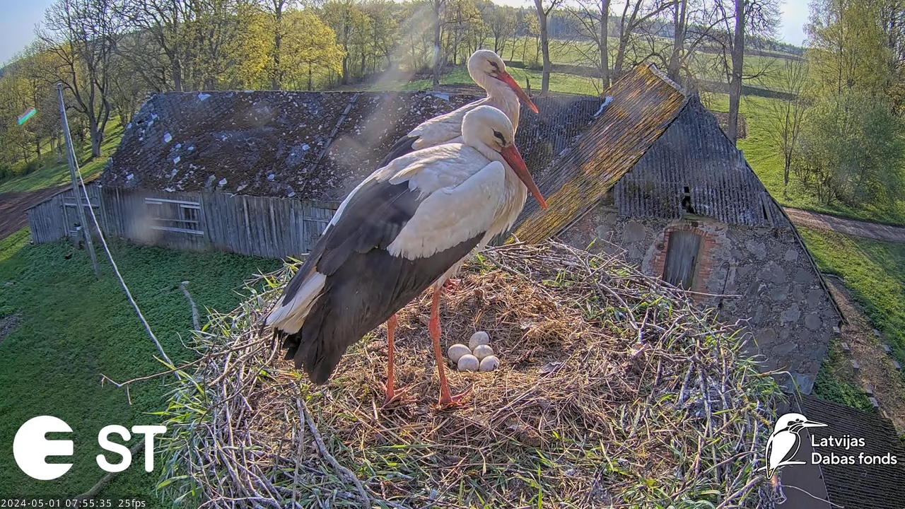 Baltie stārķi (Ciconia ciconia) Tukuma novadā - LDF tiešraide __ White storks in Tukums, Latvia 11-2
