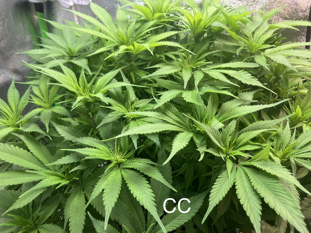 B2489974-F7EF-482A-999A-14D3B40DC5B6