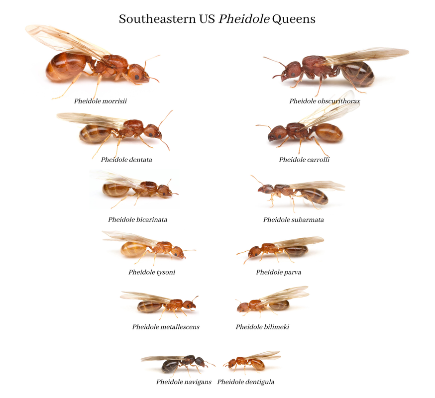 Pheidole-Queens-Aug2022.png