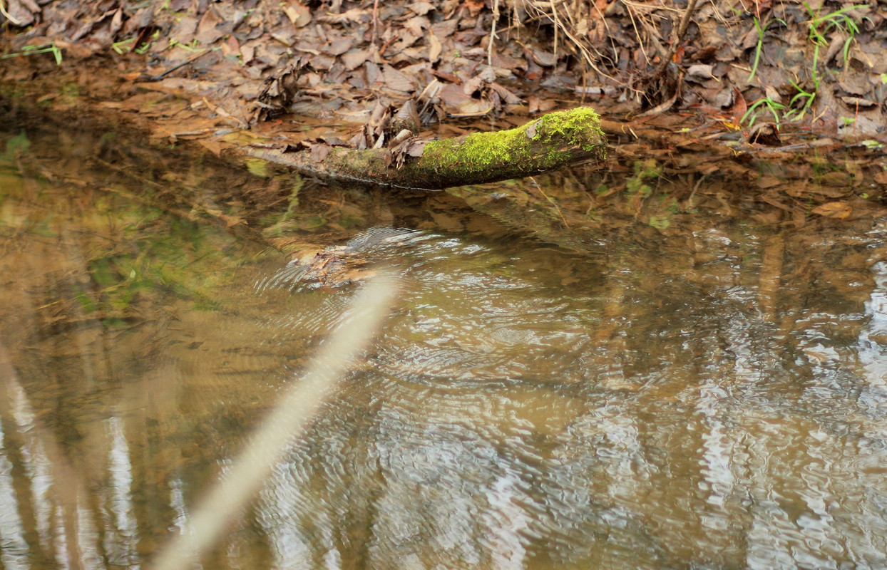 IMG_6626 (2533 x 1629)