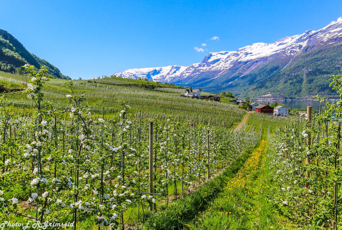green-apple-blosson-norway.jpg