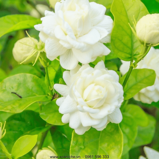 Jasmin.png