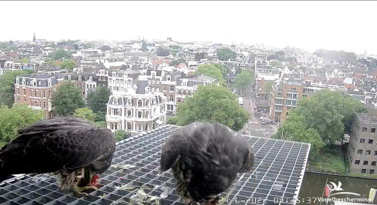 Amsterdam/Rijksmuseum screenshots © Beleef de Lente/Vogelbescherming Nederland - Pagina 32 Video-2022-06-24-093834-Moment-2
