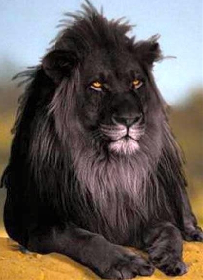 blackmelanismlion.jpg