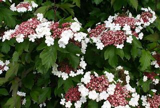 viburnum-sargentii-onondaga