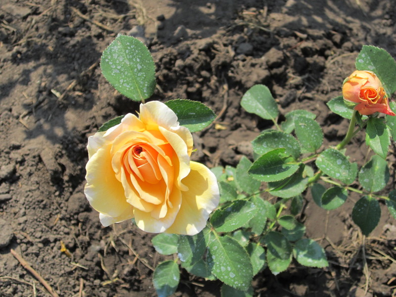 IMG_1741[1]