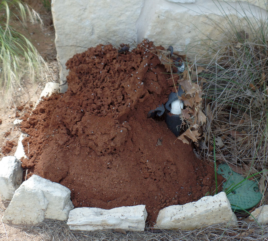 Fireants4