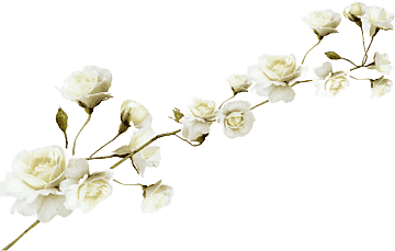 png-transparent-white-roses-flower-white