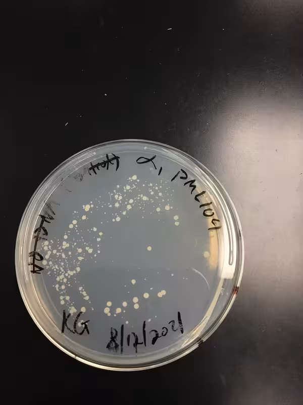 CRISPR-Cas9 & S cerevisiae  (Image 1) (2021)