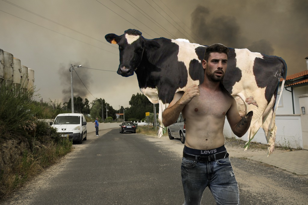 Pic CHAD LUSO _  vaca