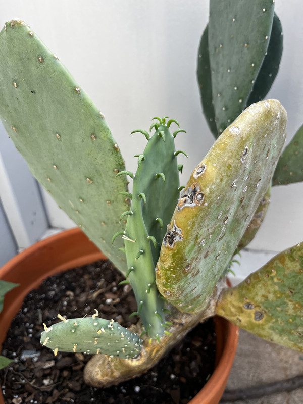 a new pad growing on a prickly pear