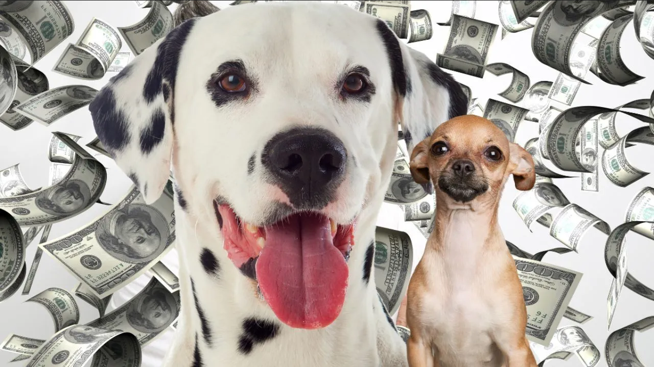 Familia busca niñera de perros por $2 millones al año; estos son los requisitos