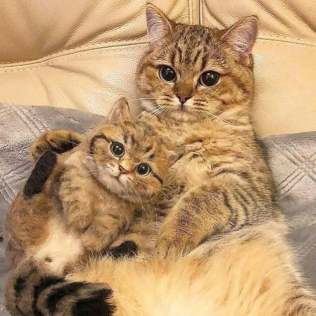 Котенок помогает. Новорожденные котята в ветеринарной клинике. Кортни про кота. Женщина с котенком в зубах в больнице. Мама принесла кошку.