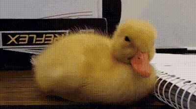 P5zvNzL.gif