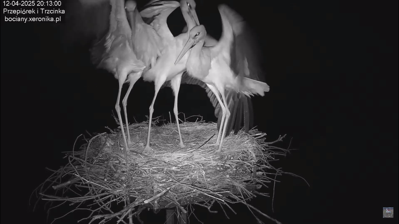 12042025intruzwgniezdzie_12
