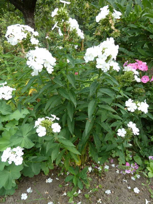 2013-09-01 Phlox weiß2