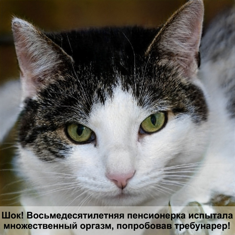 средство от блох для котят