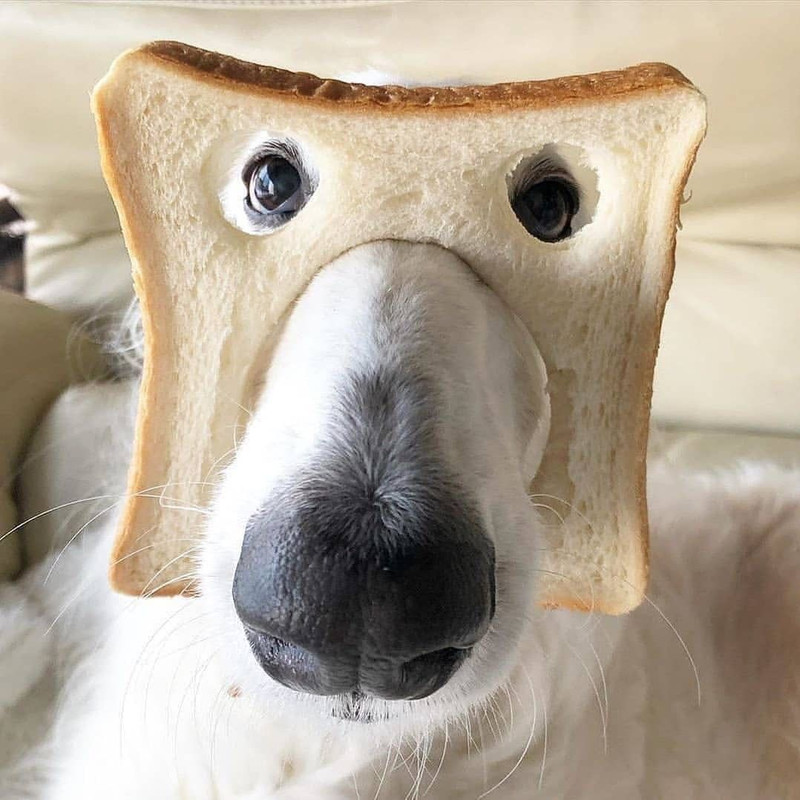 inbreadborzoi.jpg