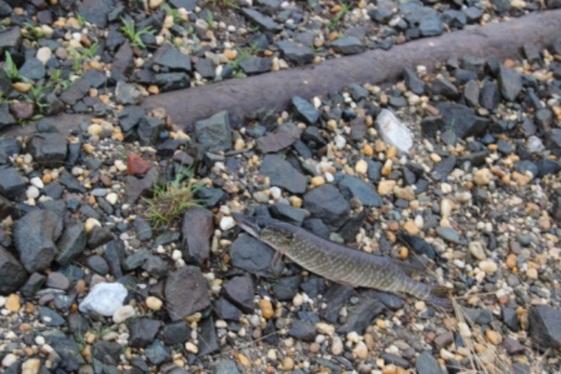 Лозьва 2013 084