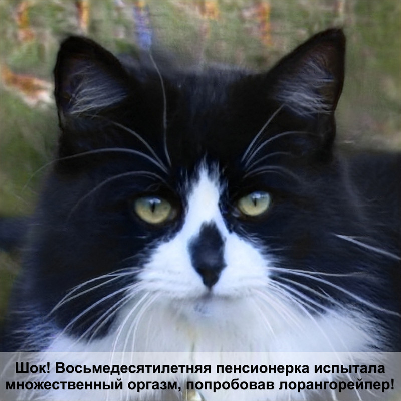 бомбейская кошка фото