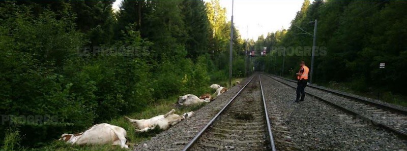 [39-FR] : Un TGV Lyria percute un troupeau de vaches 2019-08-24-TGV-Vaches-01