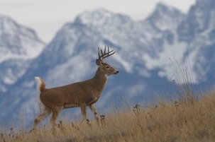 whitetail-buck-deer-walking-snow-260nw-7