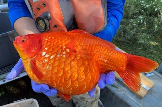 00xp-goldfish-jumbo.jpg