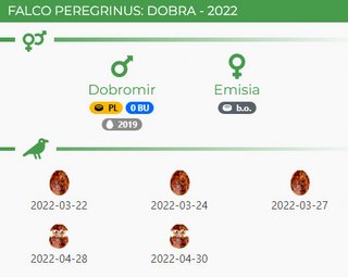 GNIAZDO SOKOŁA: DOBRA - - Pagina 2 Przechwytywanie-w-trybie-pe-noekranowym-18-05-2022-220044