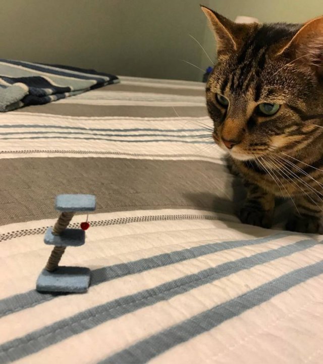 Tama-o-1