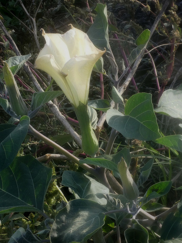 P1050929-0.1... (1024)