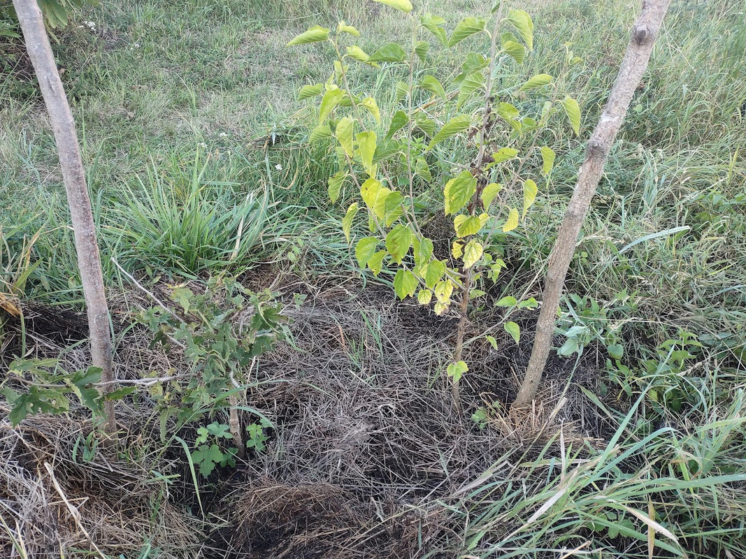 Nigra_IMG_20250914_184002282