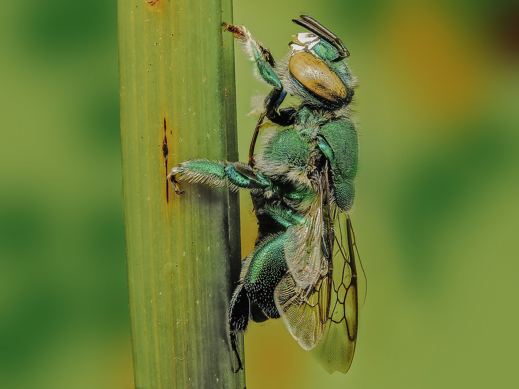 Bee.jpg