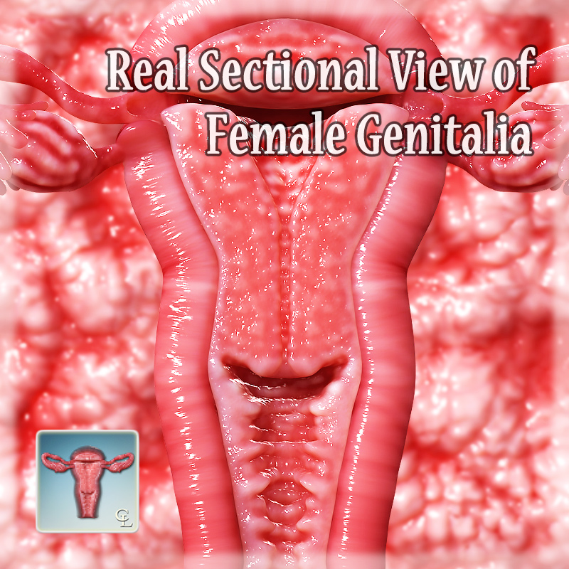 Real Sectional View Of Female Genitalia