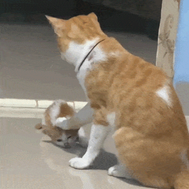 Catg-Mom6f037a1559b9d12529be52321492bce6.gif