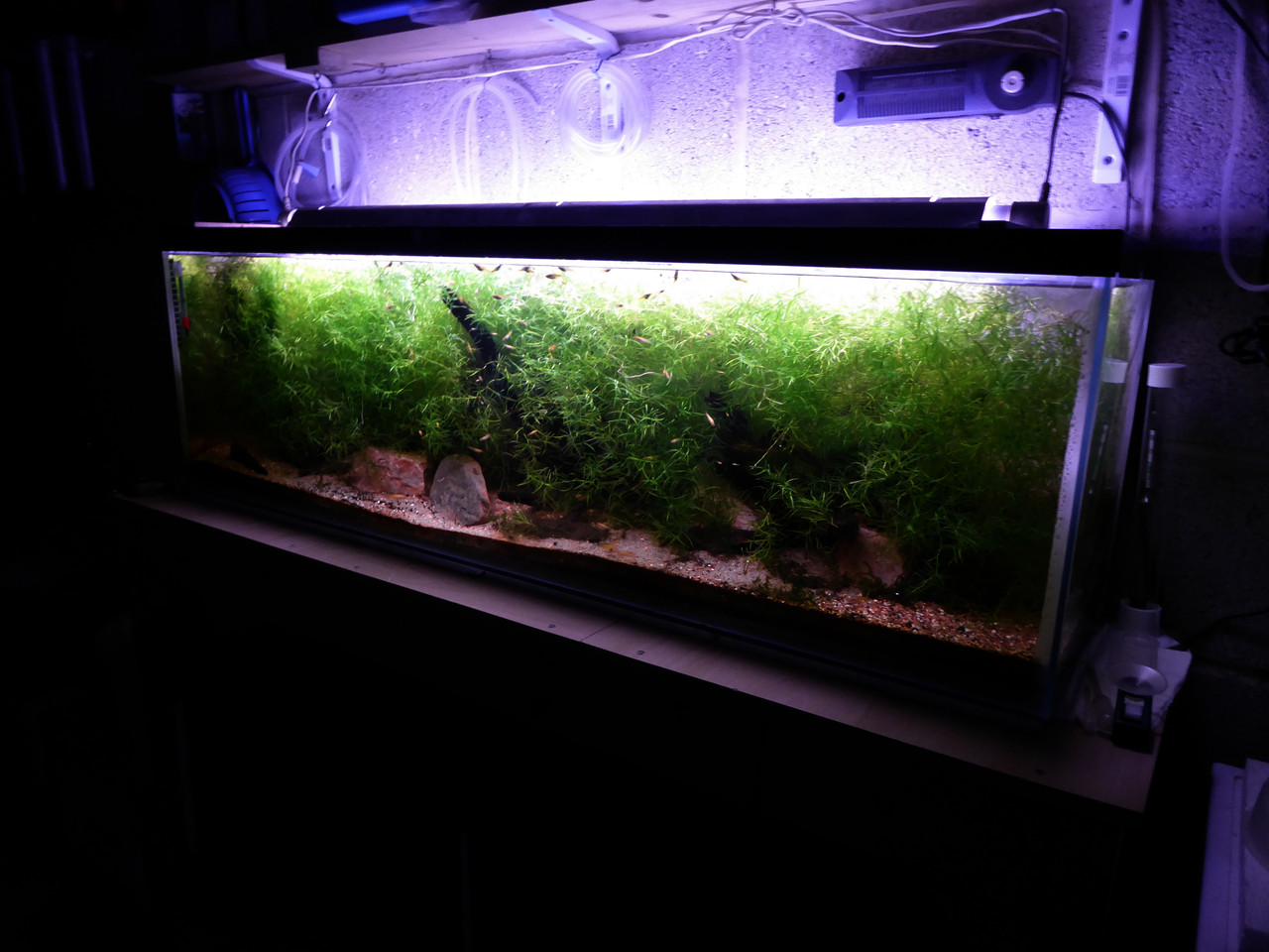 Side view Gold Endlers