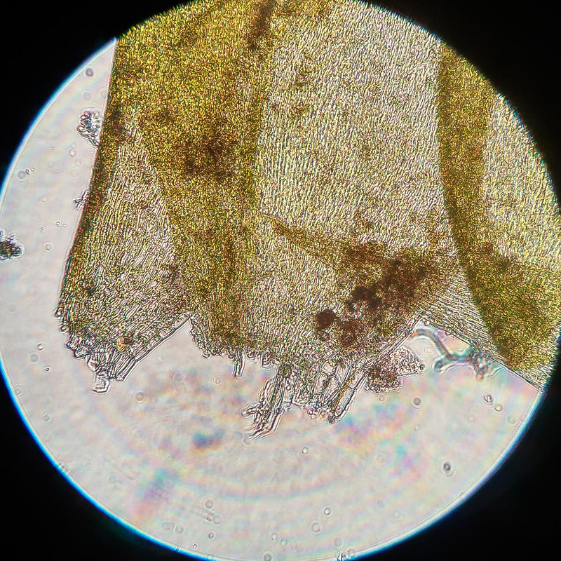 IMG 20250616 215856 HDR