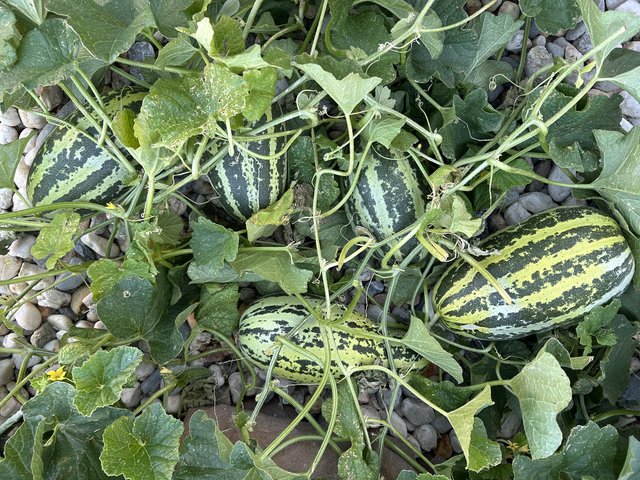 [Image: IMG-1284.jpg]